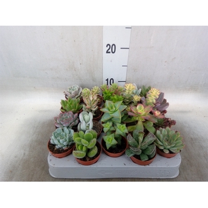 Succulents   ...