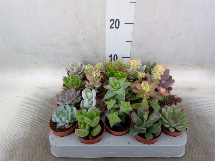 <h4>Succulents   ...</h4>
