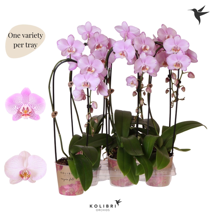 <h4>Kolibri Orchids Phalaenopsis Cascade Niagara Fall pink 1 spike</h4>