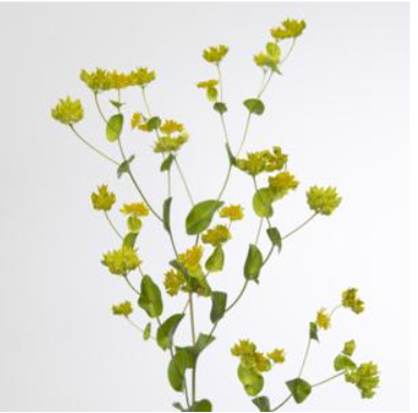 Bupleurum rotundifoliu