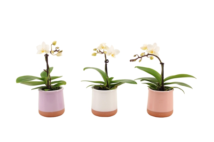 <h4>Valencia Mix Tiny Dolls Wit 1T7+ aqu@</h4>