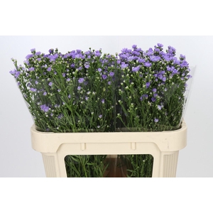 Aster Cassandra