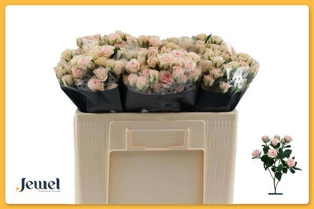 <h4>R TR SEVERINA</h4>