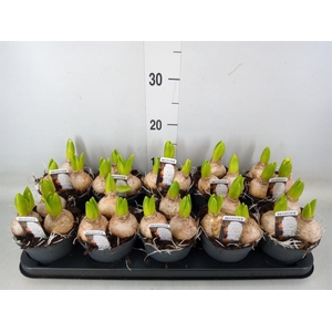 Hyacinthus orie. 'Pearl White'