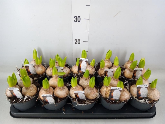 <h4>Hyacinthus orie. 'Pearl White'</h4>