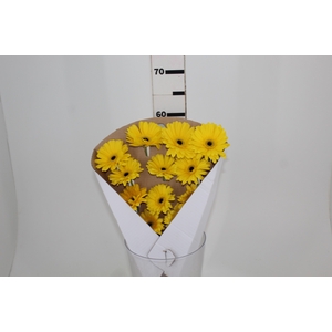 GERBERA VARIADA >10 CM DIAM >050 CM VARIADO