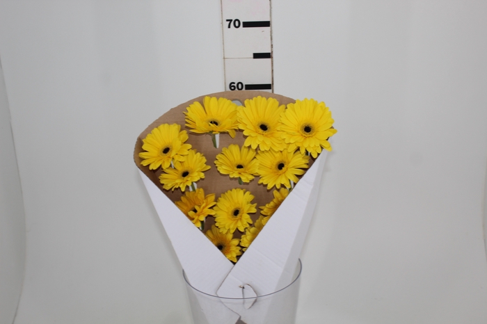 GERBERA VARIADA >10 CM DIAM >050 CM VARIADO
