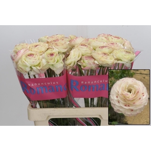 RAN ROMANCE ORLÉANS