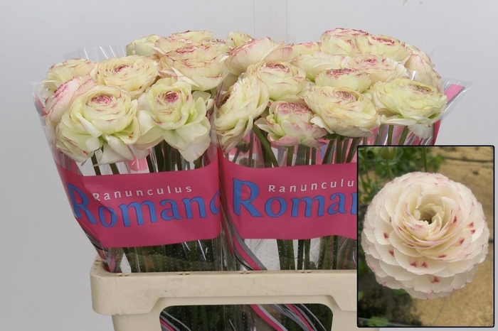 <h4>RAN ROMANCE ORLÉANS</h4>