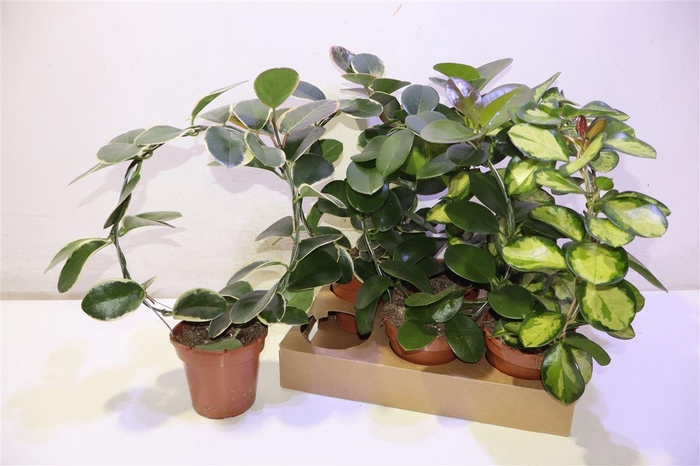 <h4>Hoya Gem Rondo</h4>