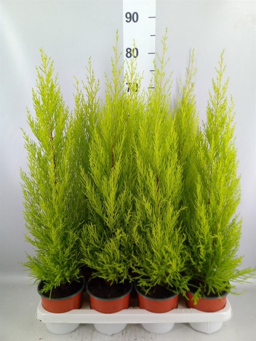 <h4>Cupressus macro. 'Goldcrest Wilma'</h4>