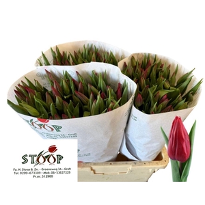 Tulipa si strong love