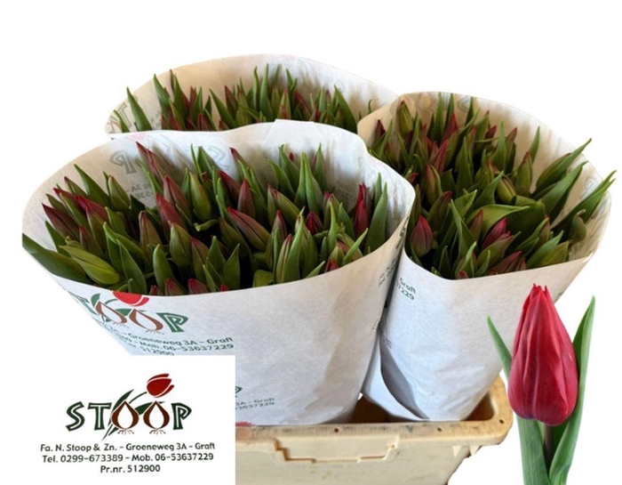 <h4>Tulipa si strong love</h4>