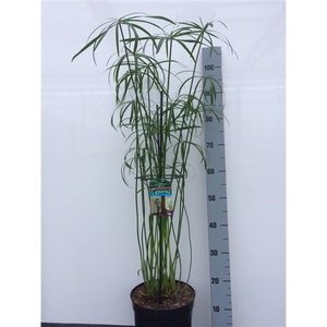 Cyperus glabor