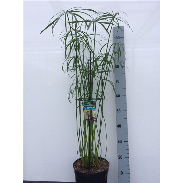 <h4>Cyperus glabor</h4>