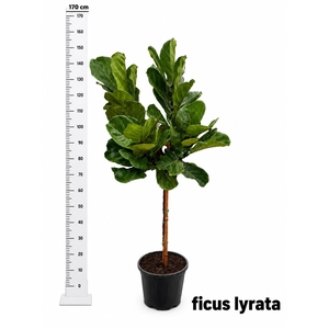 FICUS LYRATA