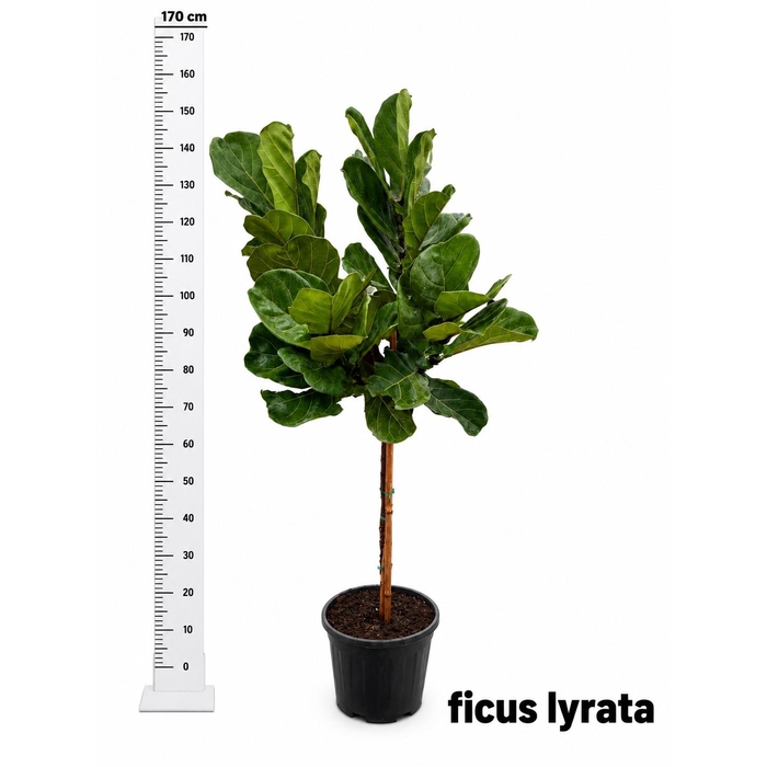 <h4>FICUS LYRATA</h4>
