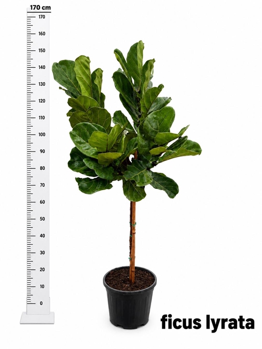 FICUS LYRATA