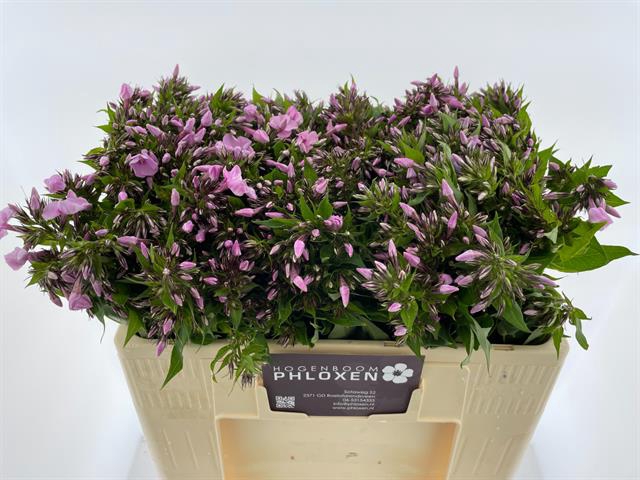 <h4>PHLOX P SWEET LEXY</h4>