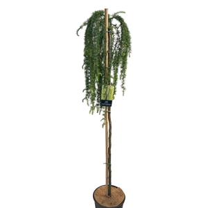 Larix Kaempferi Stiff Weeper Stam 150cm