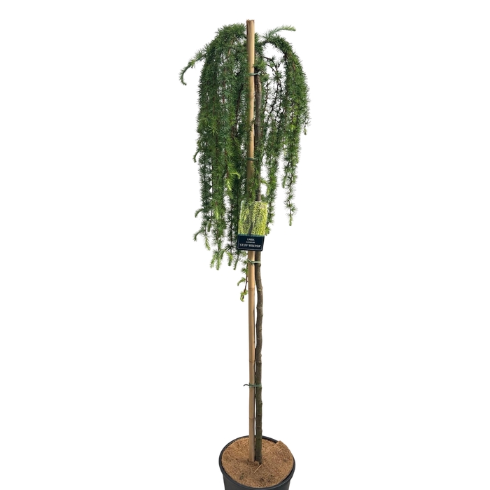 <h4>Larix Kaempferi Stiff Weeper Stam 150cm</h4>