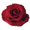 ROSA CAROLA 060 CM CAMPO