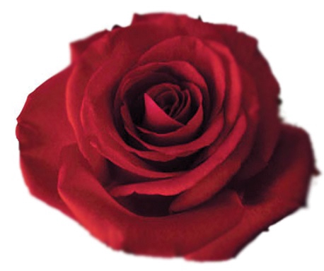 ROSA CAROLA 060 CM CAMPO