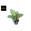 Aglaonema Jungle Silver