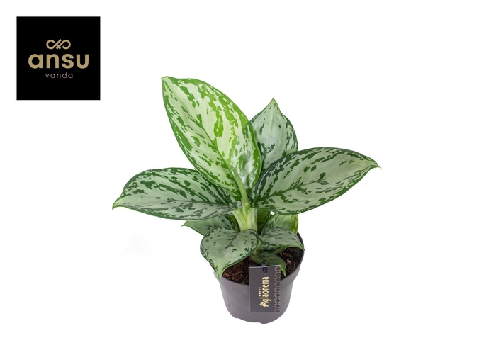 Aglaonema Jungle Silver