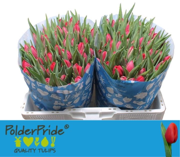 <h4>TU EN FIRST DATE</h4>