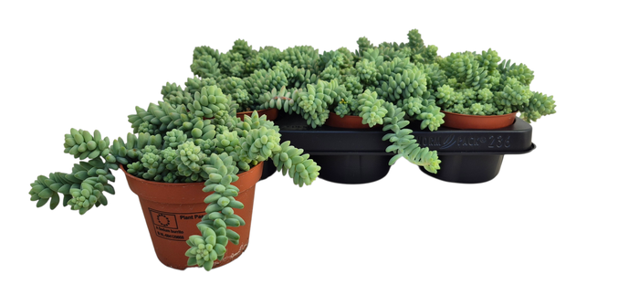 <h4>SEDUM BURRITO</h4>