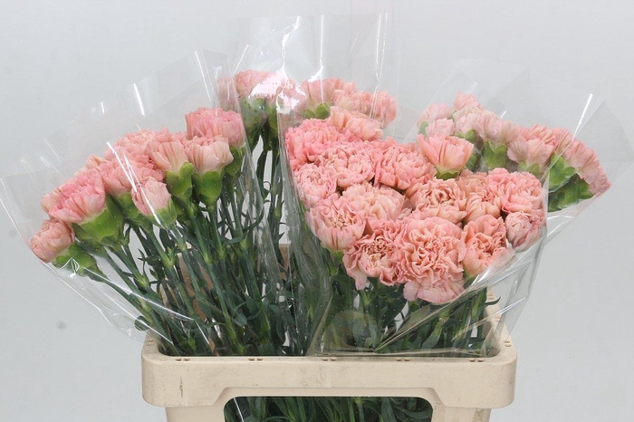 Dianthus St Lege Marrone