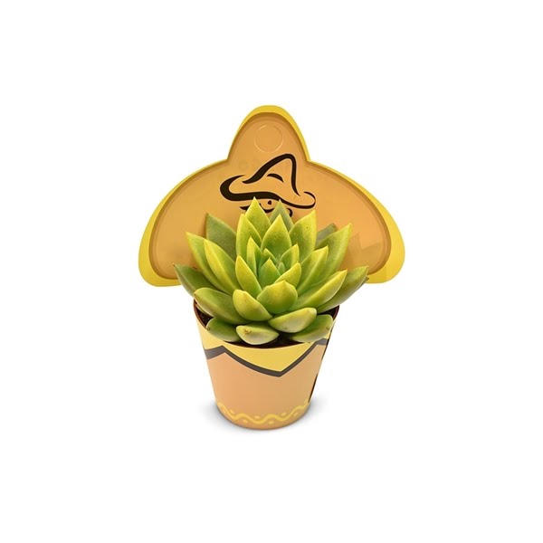 <h4>Echeveria coloured festival in Sombrero cover</h4>