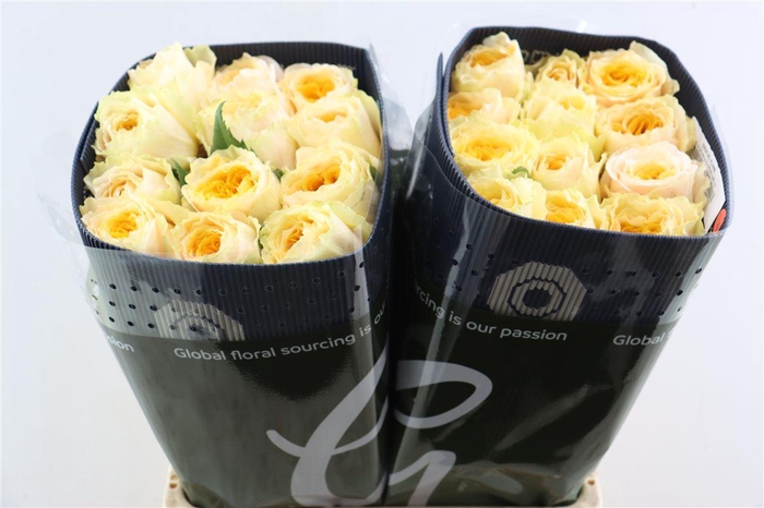 <h4>R Gr Crystal Flame</h4>