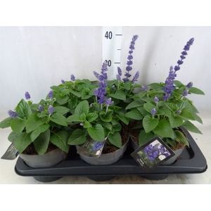 Salvia  'Mysty'
