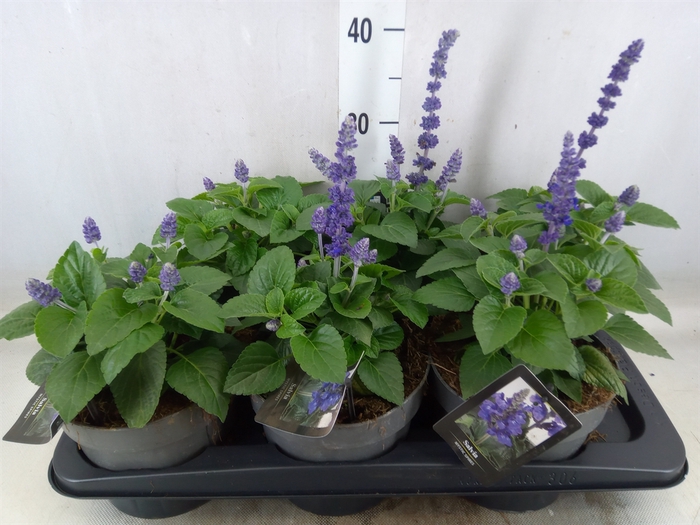 <h4>Salvia  'Mysty'</h4>