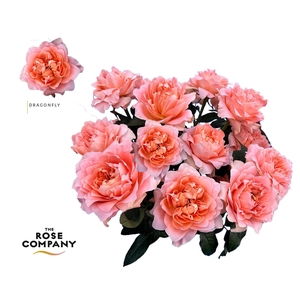 Rosa Ec Garden Dragonfly