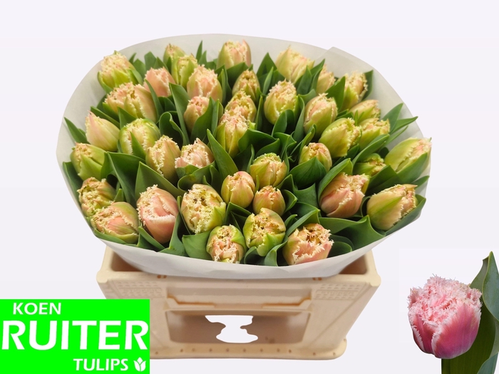 <h4>TU FR QUEENSLAND</h4>