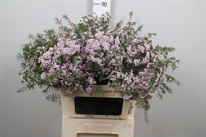 <h4>Chame Un Danc Queen</h4>