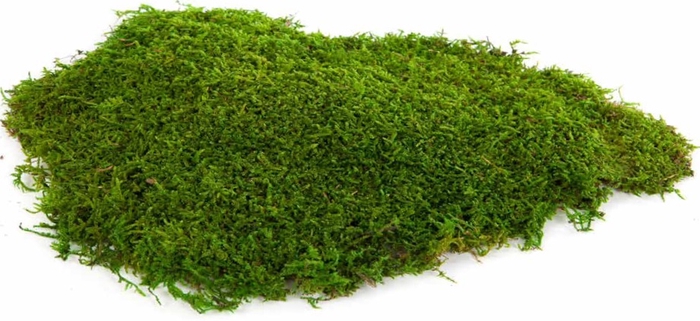 <h4>Platmos stabi</h4>