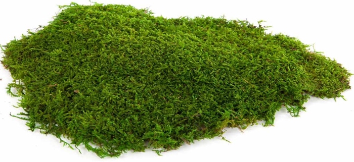 <h4>Platmos stabi</h4>