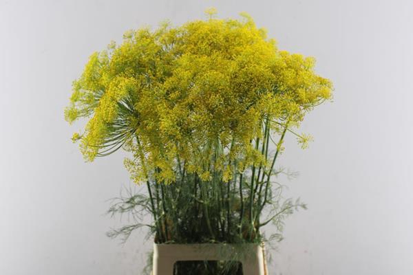 <h4>Anethum Graveolens</h4>