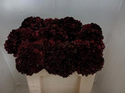 <h4>HYDR M MAG RUBYRD CL</h4>