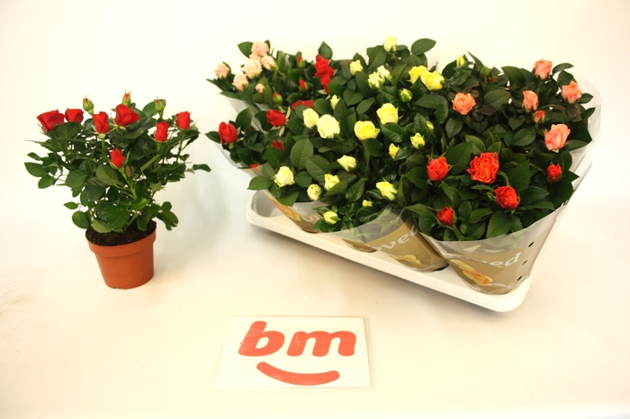 <h4>RO B MONDE GEM</h4>