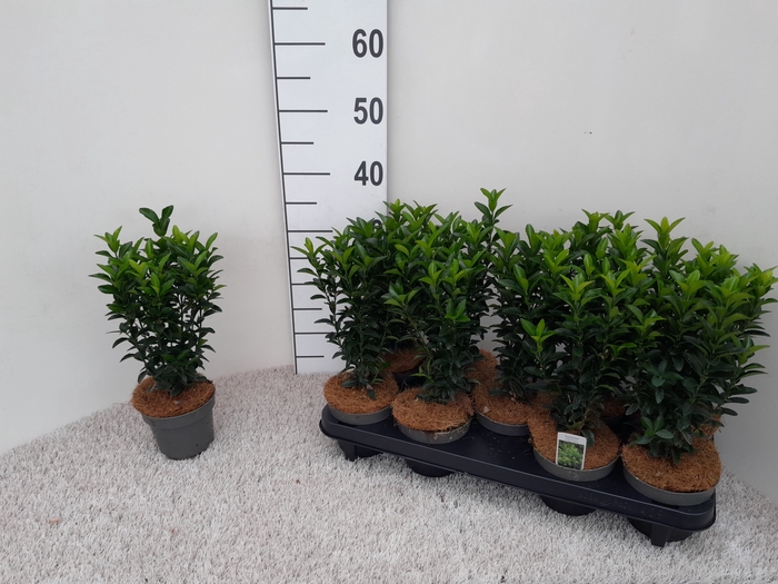 <h4>EUONYMUS JA GR SPIRE</h4>