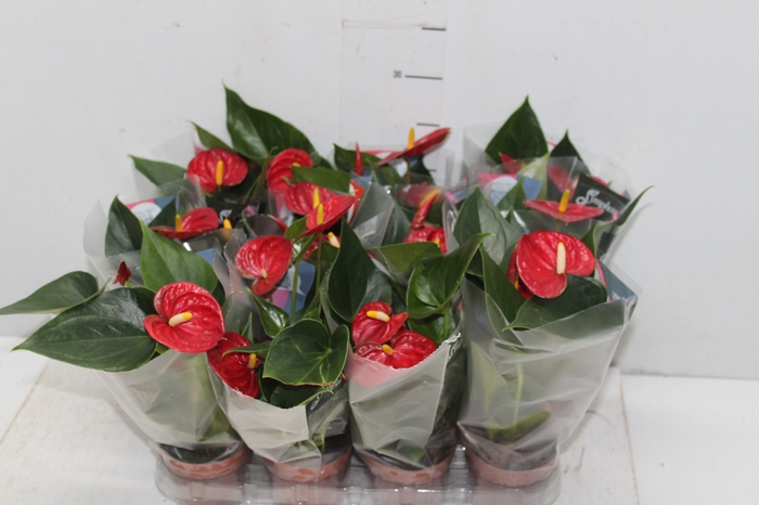 <h4>ANTHURIUM RED SUCCESS P09</h4>