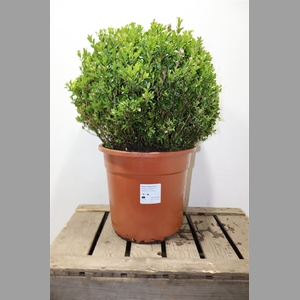 Buxu Sempervirens