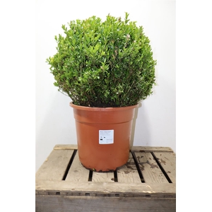 Buxu Sempervirens