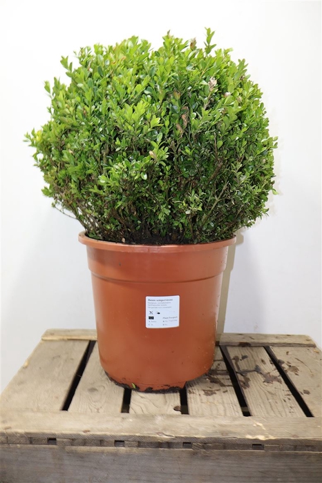 <h4>arr8 Buxu Sempervirens</h4>