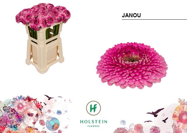 <h4>Germini Pomponi Janou Water</h4>